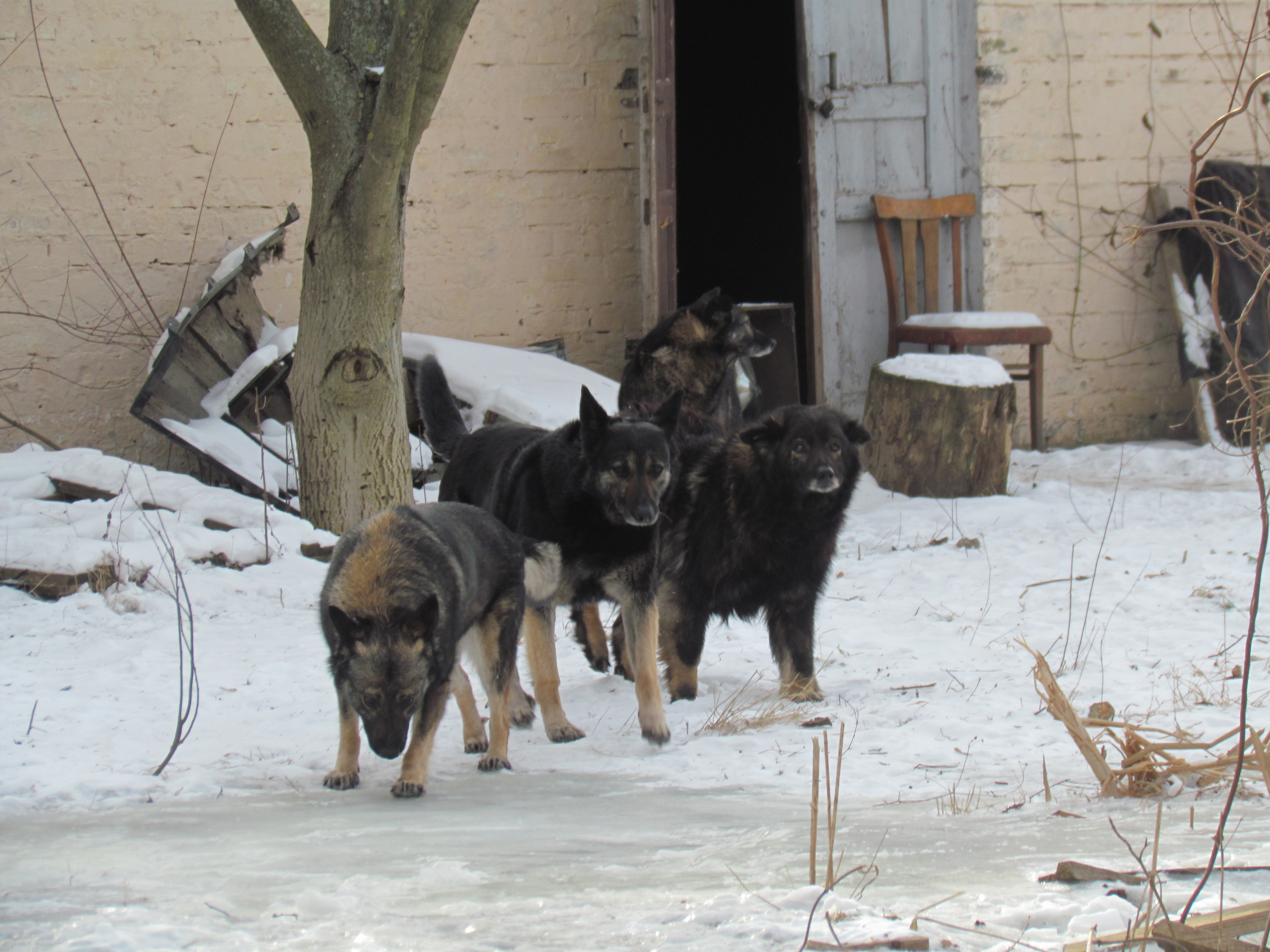 Helping stray animals Kiev Ukraine, Lucky Strand