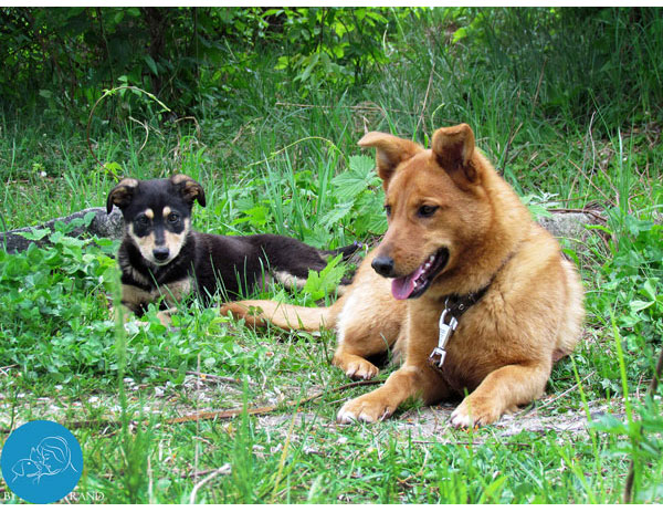 Stray animals in Ikraine, helping stray animals