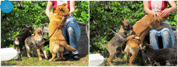 Animals of Kiev SPA Lucky Strand, helping stray animals in Ukraine