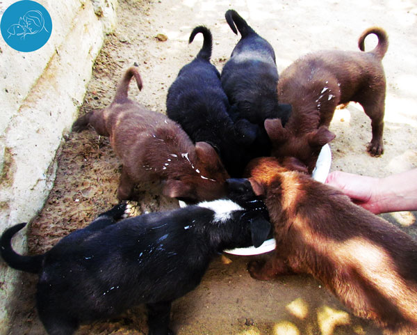 Stray animals Kiev Ukraine