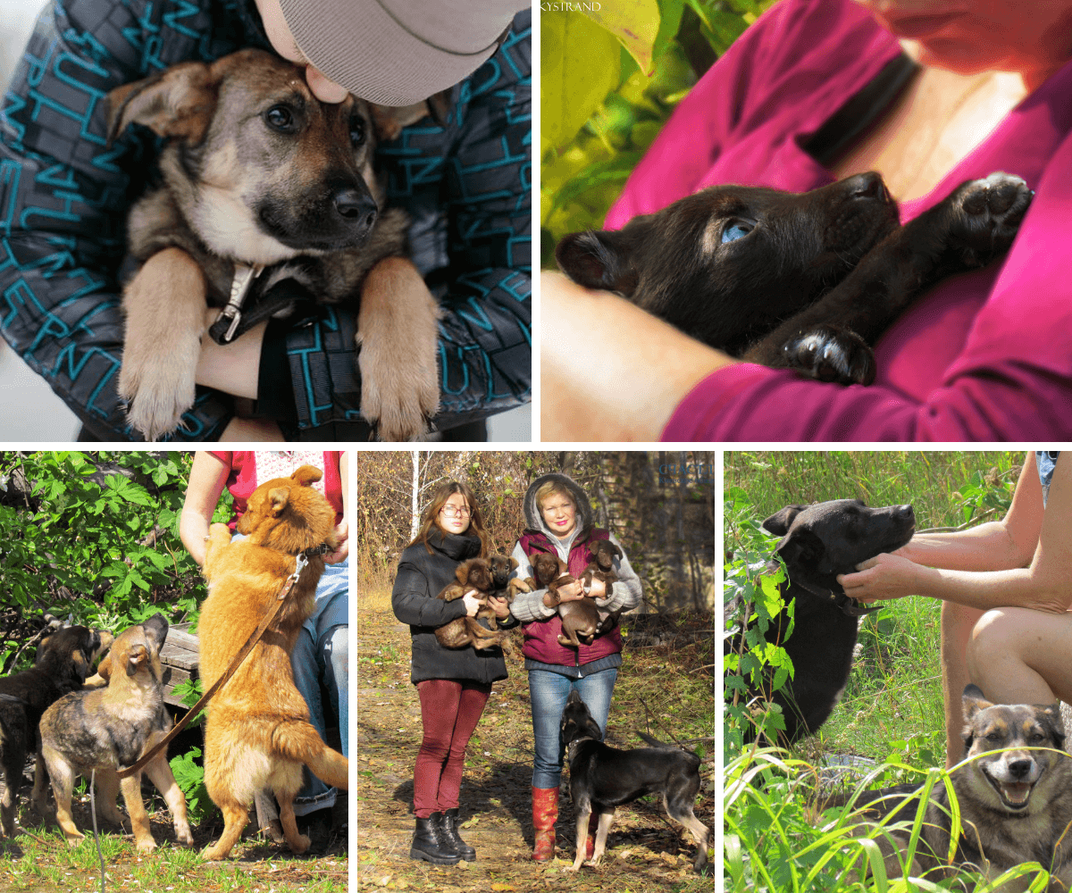 Help stray animals Kiev Ukraine, Lucky Strand